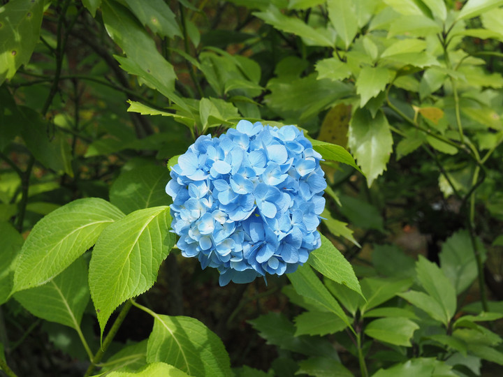 P6130208